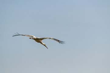 White stork flying in a clear sky. Ciconia Ciconia.