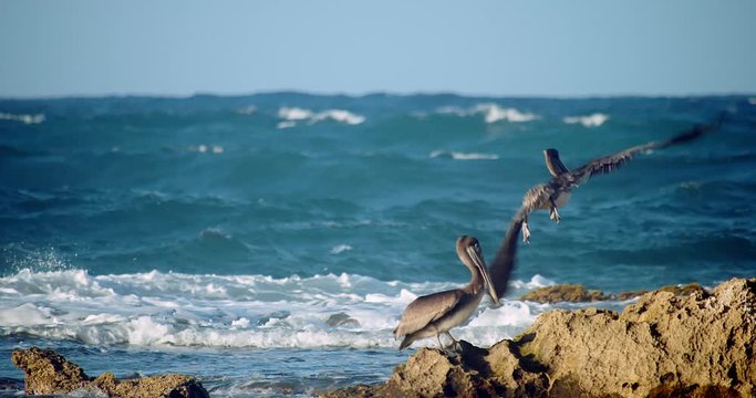 Pelicans on shoreline rocks during sunset on a windy ocean day