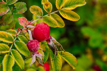 Berries of Rosa canina n frost on a Bush in the autumn garden in 