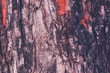 Tree bark texture, close up. Wood bark background. Natural abstract backdrop.