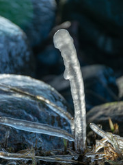 abstract formations of frozen sea reeds