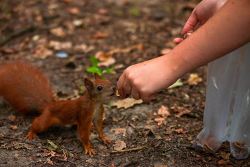 Little red squrell baby in forest eating the nut on branch nature wild life