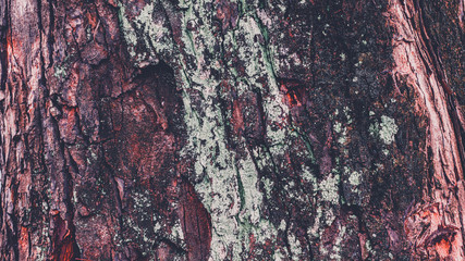 Tree bark texture, close up. Wood bark background. Natural abstract backdrop.