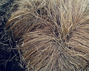 Natur Trockene Gras Büschel Wellness