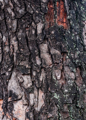 Tree bark texture, close up. Wood bark background. Natural abstract backdrop.