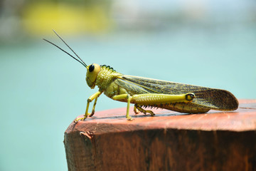 photograph of the animal grasshopper with a tropical background