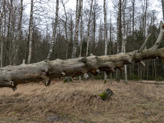 fallen old wooden trunk