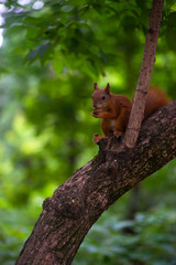 Naklejka na ściany i meble Little red squrell baby in forest eating the nut on branch nature wild life