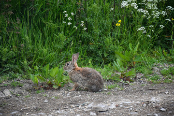 A rabbit in a natural background