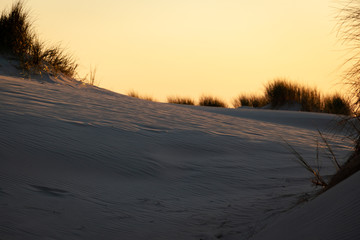 Dunes in the sunset of Terschelling