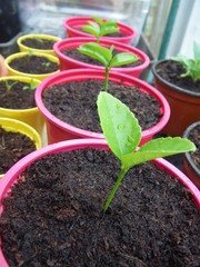 Lemon seedlings growing in a greenhouse