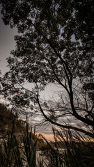Nature Natural plants trees 