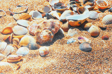Sea shells on the sand illuminated by the sun, selective focus.