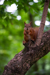 Little red squrell baby in forest eating the nut on branch nature wild life