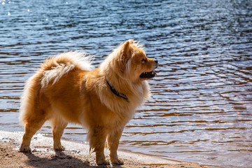 Beautiful dog chow-chow standing on the banks of the river