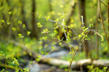 Fresh new green leaves glowing in sunlight