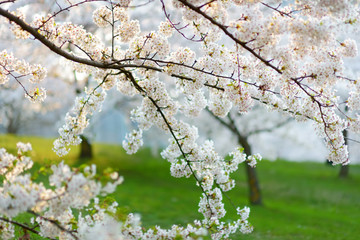 Beautiful cherry tree blossoming on spring. Beauty in nature. Tender cherry branches on sunny day outdoors.