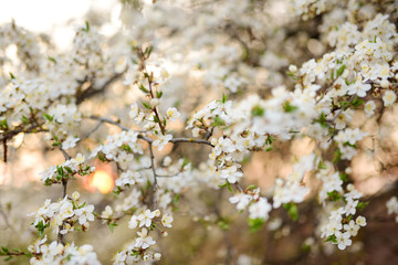 Beautiful cherry tree blossoming on spring. Beauty in nature. Tender cherry branches on sunny day outdoors.