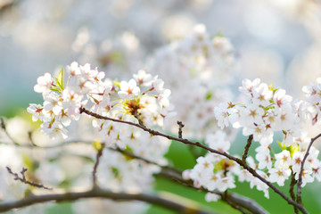 Beautiful cherry tree blossoming on spring. Beauty in nature. Tender cherry branches on sunny day outdoors.