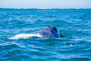 Ballena