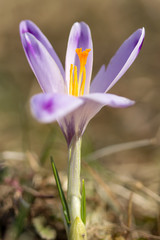 Crocus vernus or spring crocus, purple flower variety, giant crocus, a species in Family Iridaceae, native in Europe, early spring flower, ornamental plants in Iridaceae family, Dutch Crocus