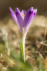 Crocus vernus or spring crocus, purple flower variety, giant crocus, a species in Family Iridaceae, native in Europe, early spring flower, ornamental plants in Iridaceae family, Dutch Crocus
