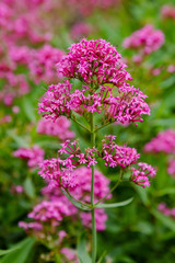 Obraz premium Purpure flowers of centranthus ruber. Centranthus ruber, also called red valerian, spur valerian, kiss-me-quick, fox's brush, devil's beard and Jupiter's beard, is a popular garden plant.