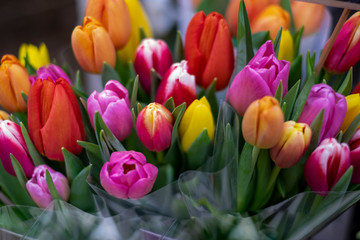 Bunch of colorful tulips 