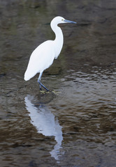 Japanese White Egret, a  water bird catching fish at Kamogawa river, Kyoto Japan