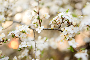 Obraz premium Beautiful cherry tree blossoming on spring. Beauty in nature. Tender cherry branches on sunny day outdoors.
