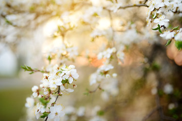 Beautiful cherry tree blossoming on spring. Beauty in nature. Tender cherry branches on sunny day outdoors.