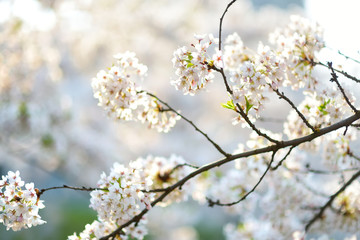 Beautiful cherry tree blossoming on spring. Beauty in nature. Tender cherry branches on sunny day outdoors.