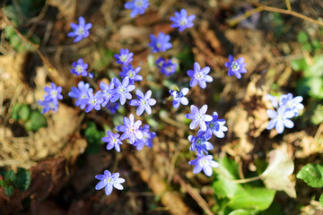 Fototapeta premium Blossoming hepatica flower in early spring in forest