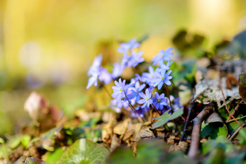 Blossoming hepatica flower in early spring in forest - obrazy, fototapety, plakaty