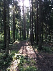 Obraz premium Forest