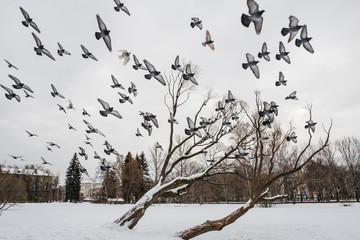Winter cityscape. A flock of pigeons flies over a snowy lake and trees in a city park.