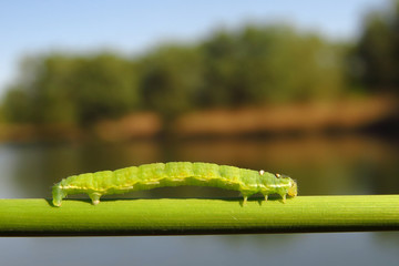 Green caterpillar climbing the plant stem at the river shore, common green moth or butterfly caterpillar
