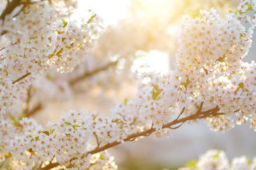 Beautiful cherry tree blossoming on spring. Beauty in nature. Tender cherry branches on sunny day outdoors.