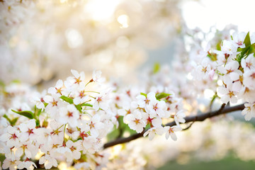 Fototapeta premium Beautiful cherry tree blossoming on spring. Beauty in nature. Tender cherry branches on sunny day outdoors.