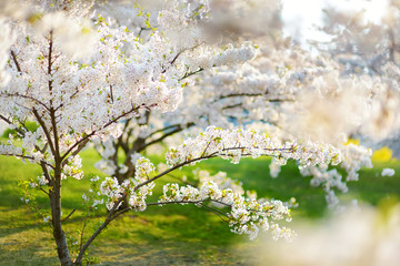 Beautiful cherry tree blossoming on spring. Beauty in nature. Tender cherry branches on sunny day outdoors.