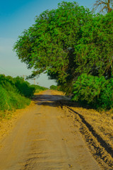 Camino Rural con Árbol casi tapando el camino, Juan Jose Castelli - Chaco - Argentina