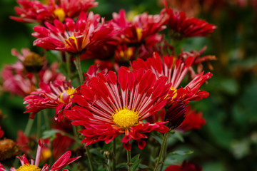 Flower of chrysanthemum koreanum in autumn garden