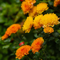 Flower of chrysanthemum koreanum in autumn garden