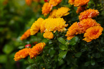 Flower of chrysanthemum koreanum in autumn garden