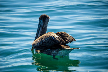 Pel&iacute;cano descansando