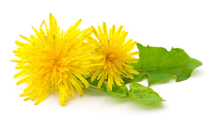 Two dandelions with leaves.