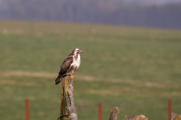 bird of prey buzzard on a fence post