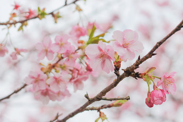 河津桜, 桜, sakura, Japan