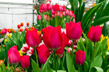 Beautiful bright red tulips