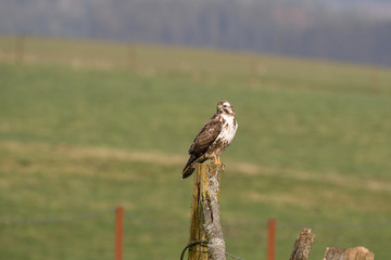 bird of prey buzzard on a wooden fence post